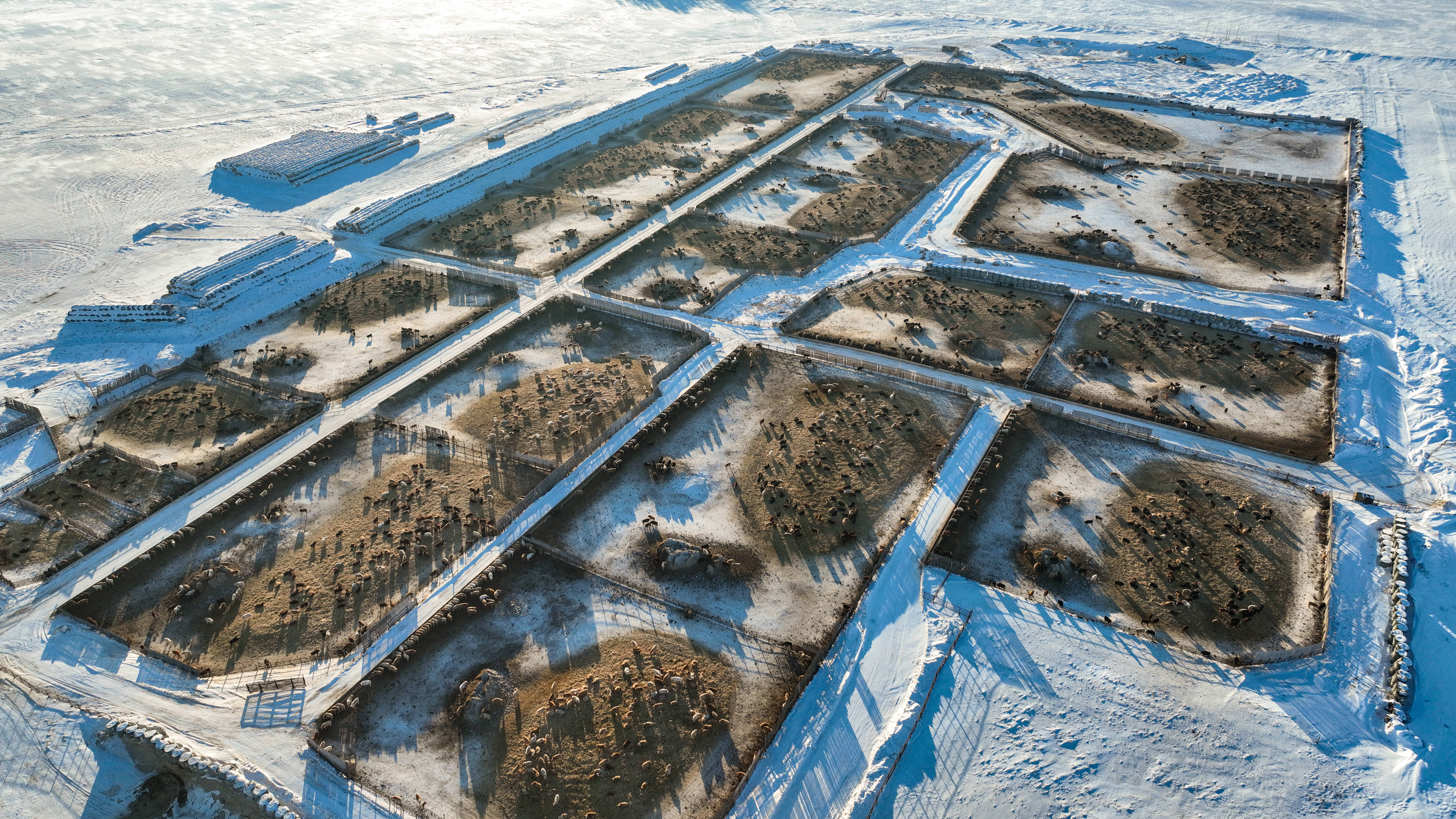 Dobson Feedlot aerial view